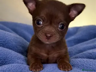 Chihuahua dogs Pedigree chihuahua puppies - Advert 8