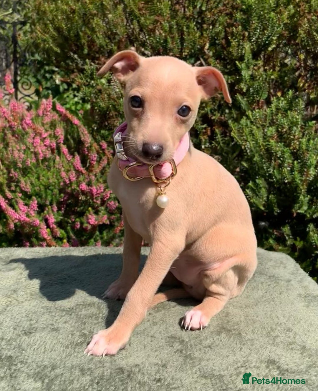 Italian Greyhound dogs for stud: MR MILO AT STUD ( HEALTH TESTED ) in Batley - Image 8