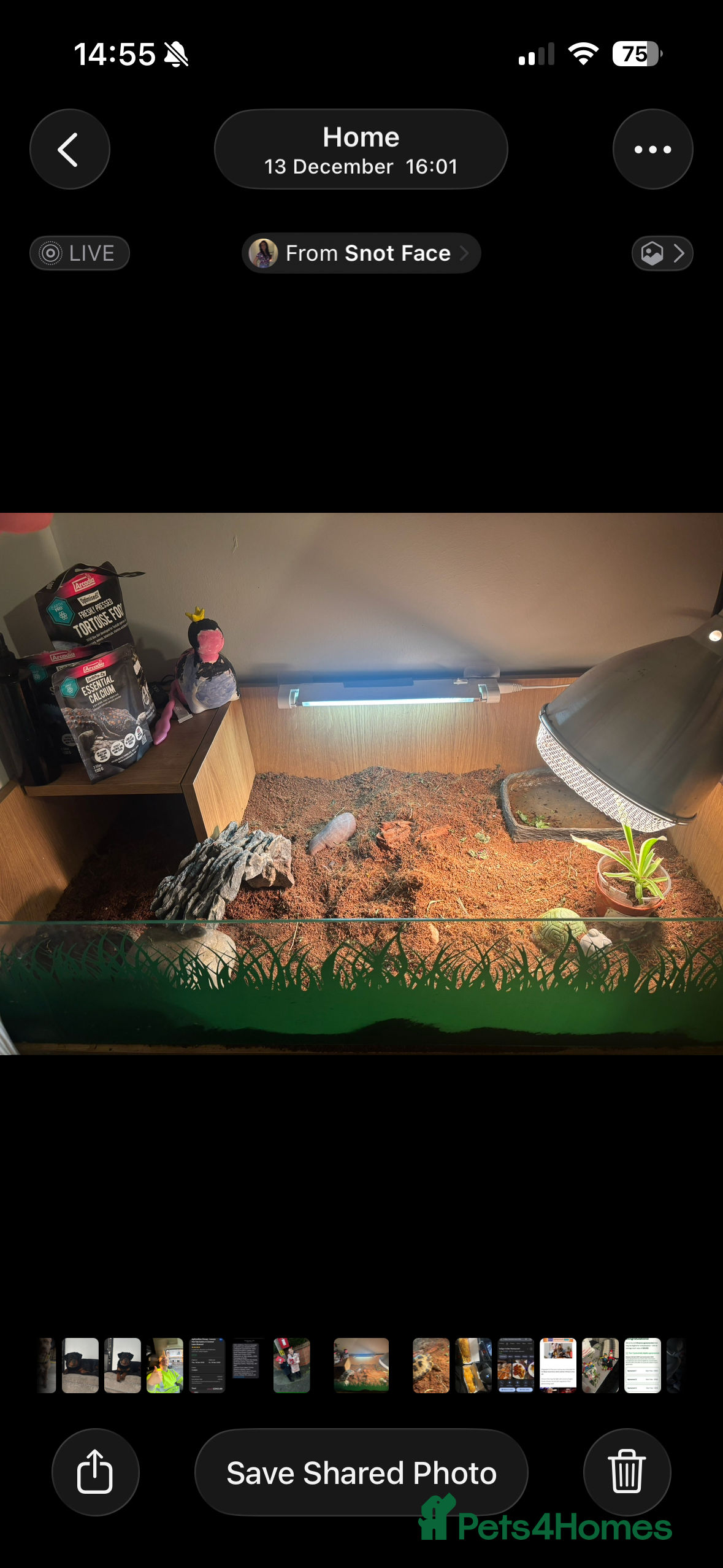 Tortoise reptiles Horse field tortoise - Advert 2