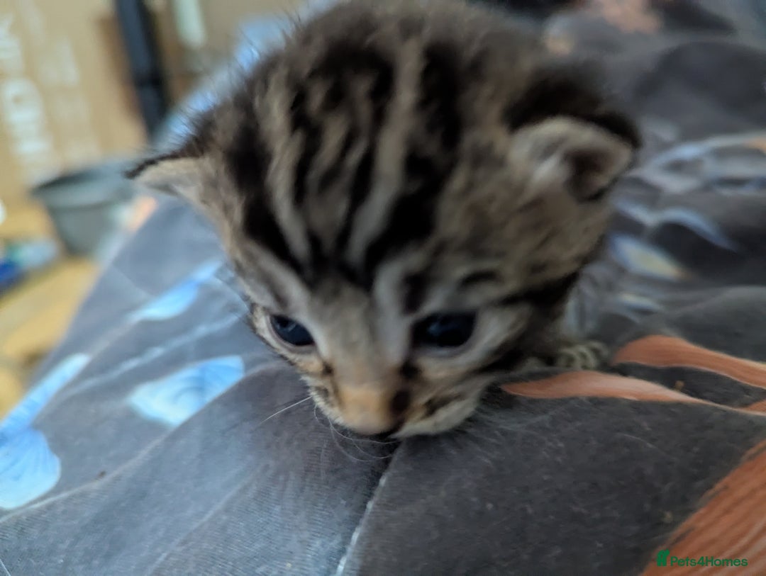 Mixed Breed cats for sale: Tabbies for sale (mixed breed) (8M/1F) - Image 8