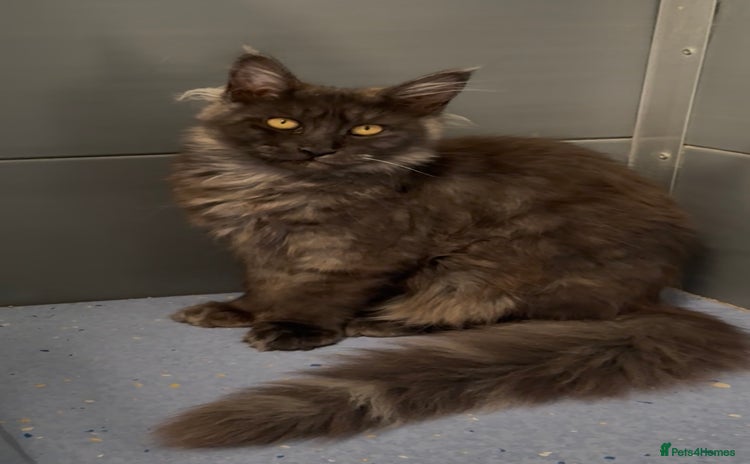 Maine Coon cats in Spalding - Advert 7
