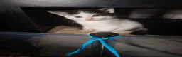 Mixed Breed cats for sale: Fluffy kittens - Advert 10