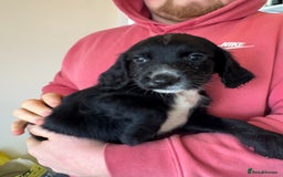 Sprocker dogs for sale: Sprocker spaniel male  - Advert 2