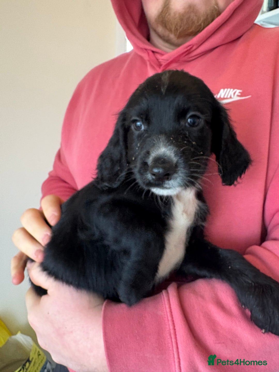 Sprocker dogs for sale: Sprocker spaniel male  - Advert 2