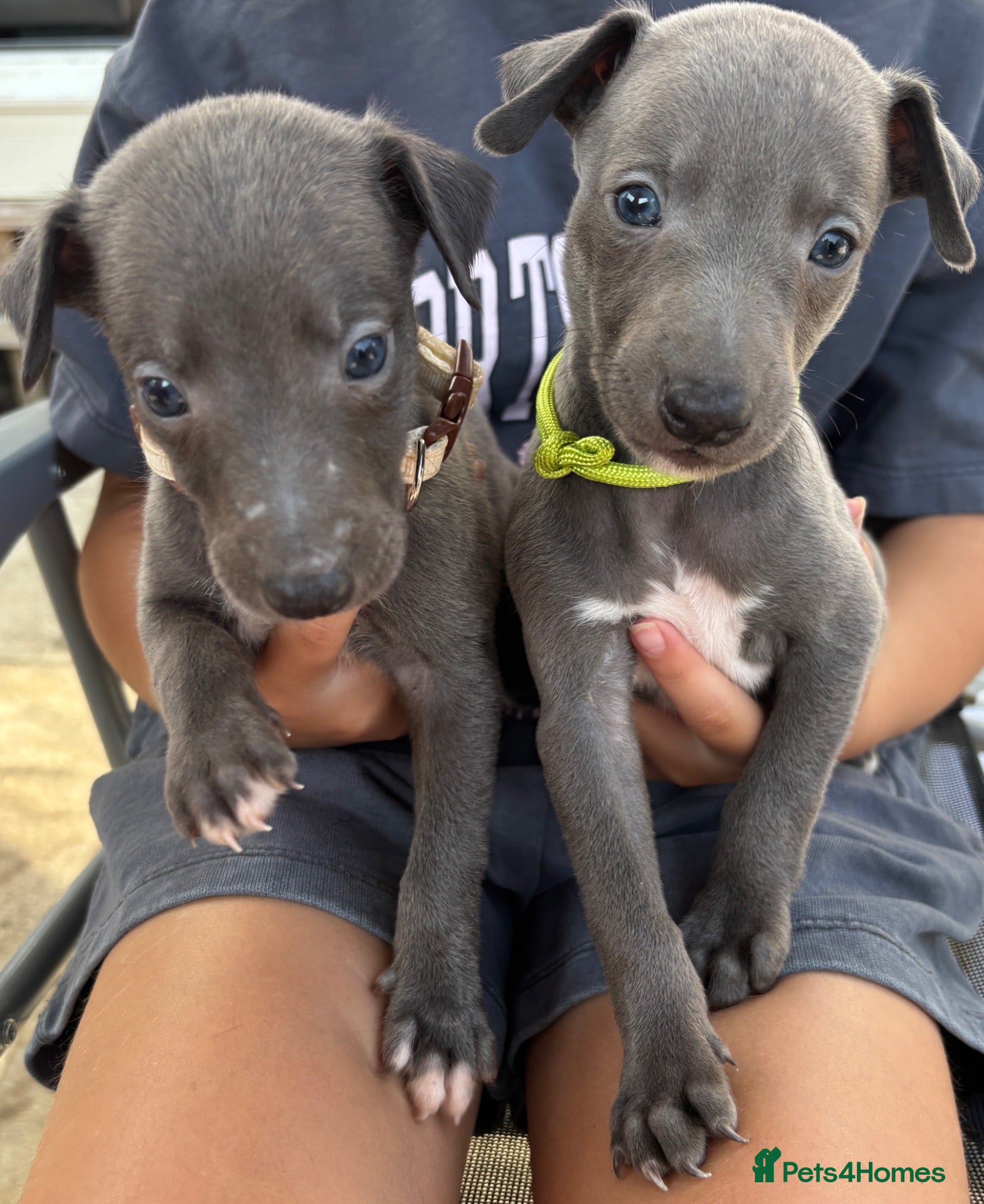 Whippet dogs KC Registered Whippet Puppies - Advert 4