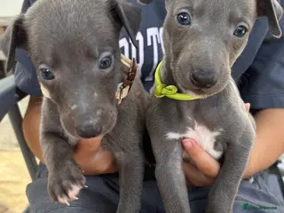 Whippet dogs KC Registered Whippet Puppies - Advert 1
