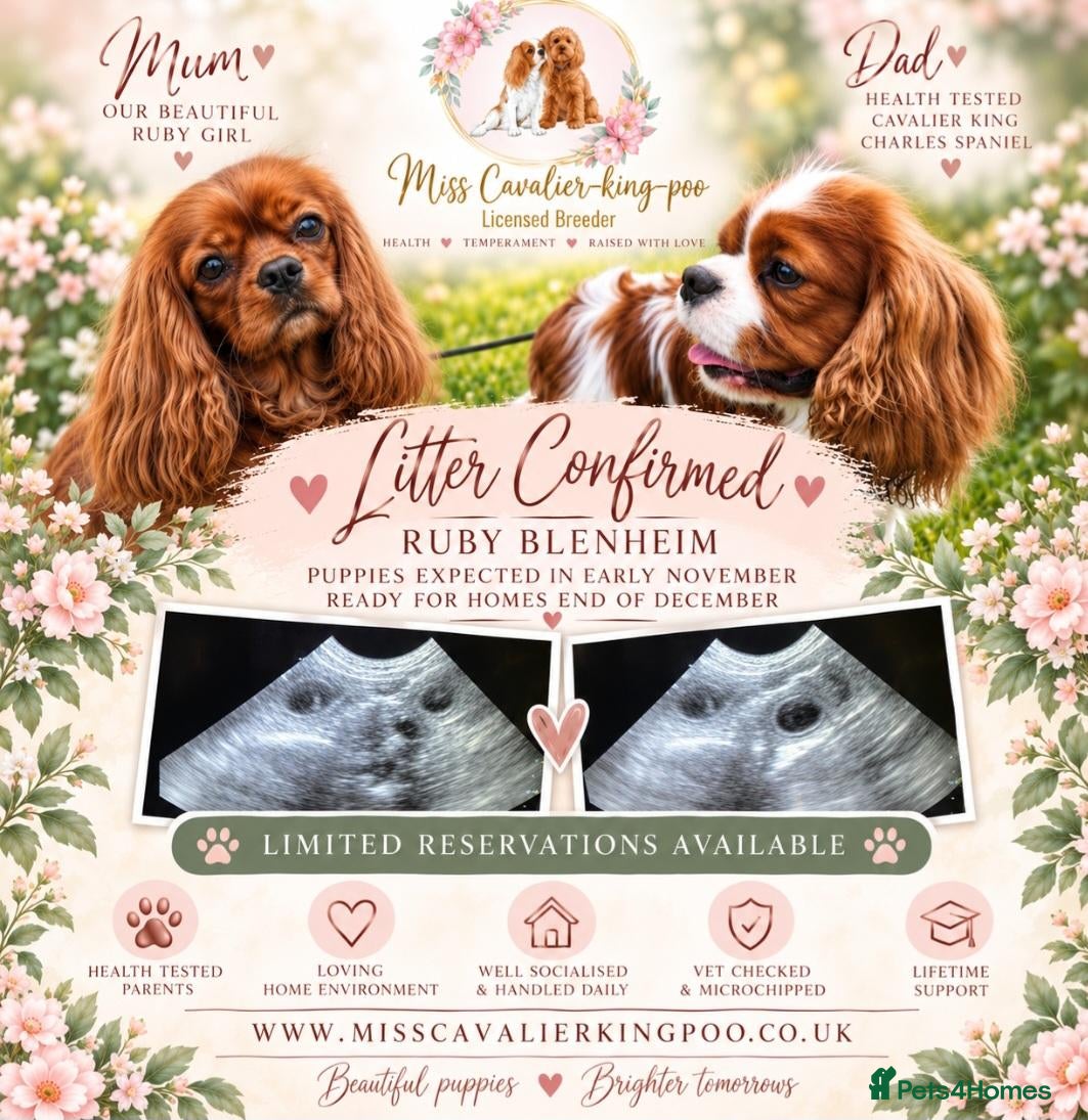 Cavalier King Charles Spaniel dogs Cavalier King Charles Spaniel litters - Advert 2