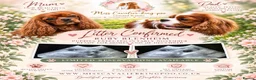 Cavalier King Charles Spaniel dogs for sale: Cavalier King Charles Spaniel litters - Advert 1