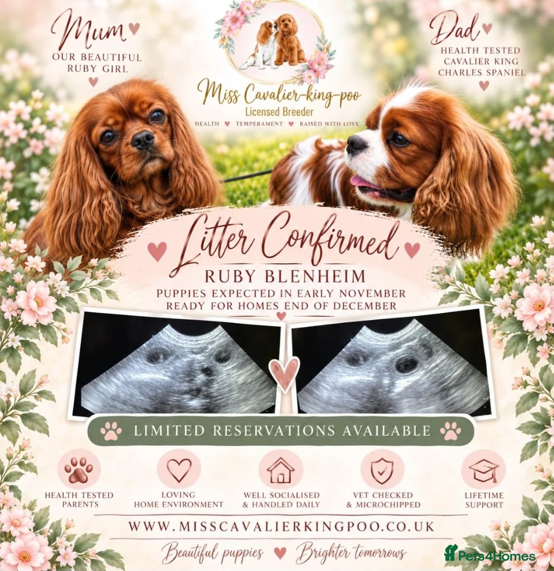 Cavalier King Charles Spaniel dogs for sale: Cavalier King Charles Spaniel litters - Advert 1