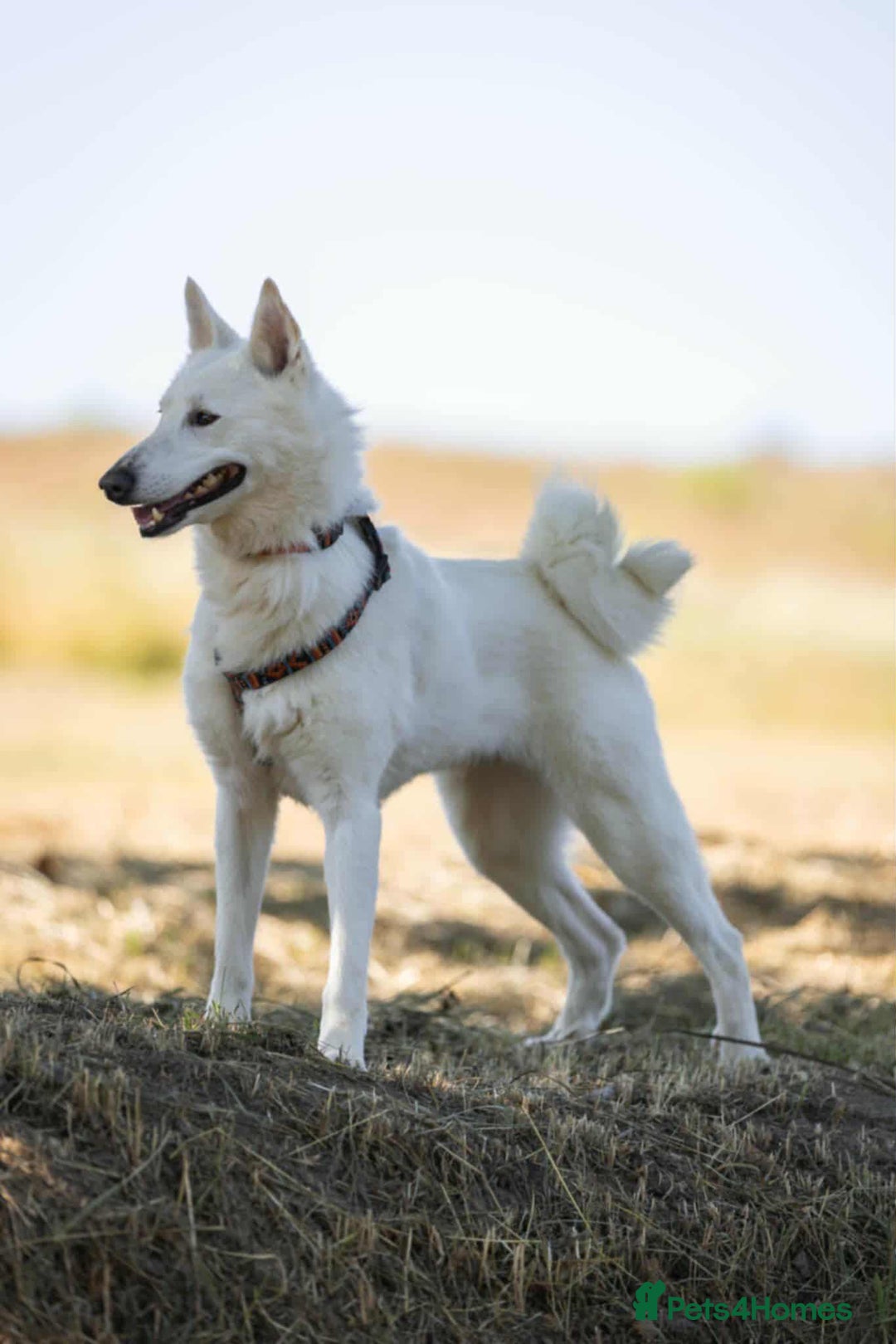 Mixed Breed dogs for adoption: 🐶💖 BARBIE 💖🐶 - Advert 12