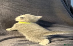 British Shorthair cats for sale: TICA Chunky Golden/Blue Golden BritishSH kittens  - Image 15