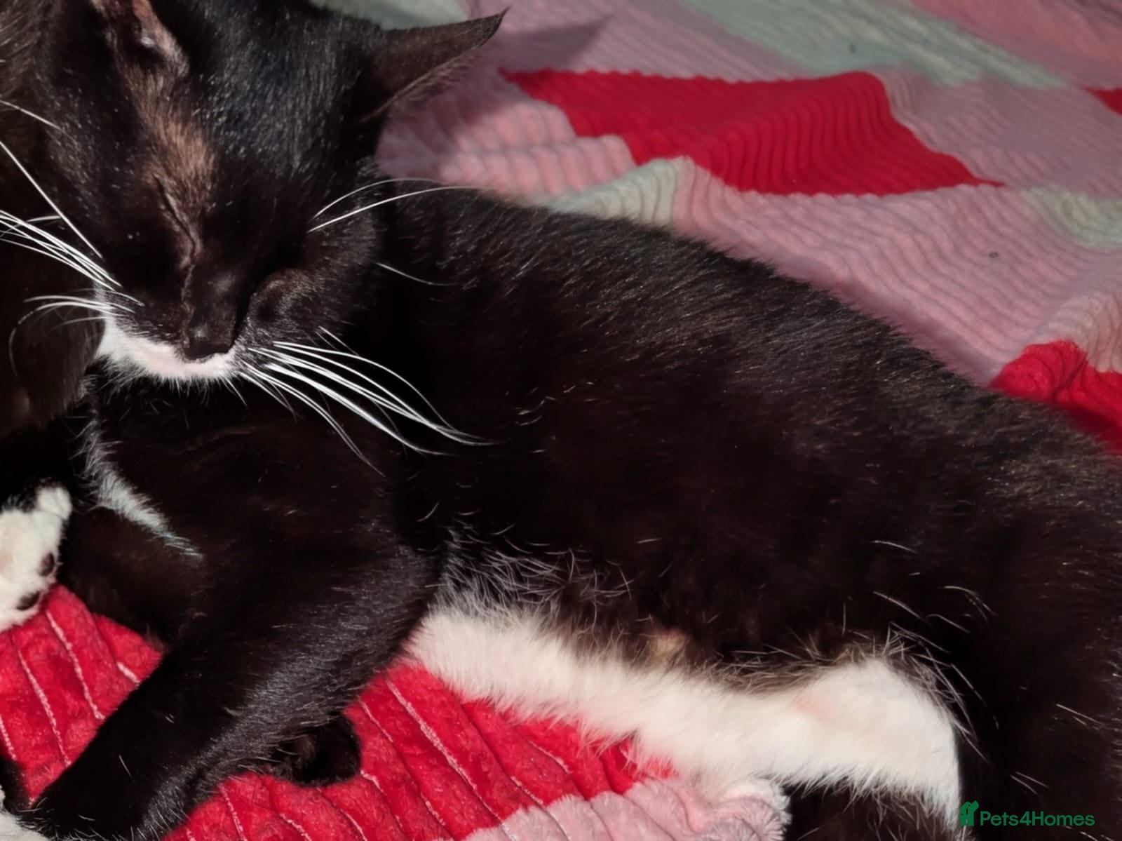Domestic Shorthair cats 2 kittens looking for a new home - Advert 2