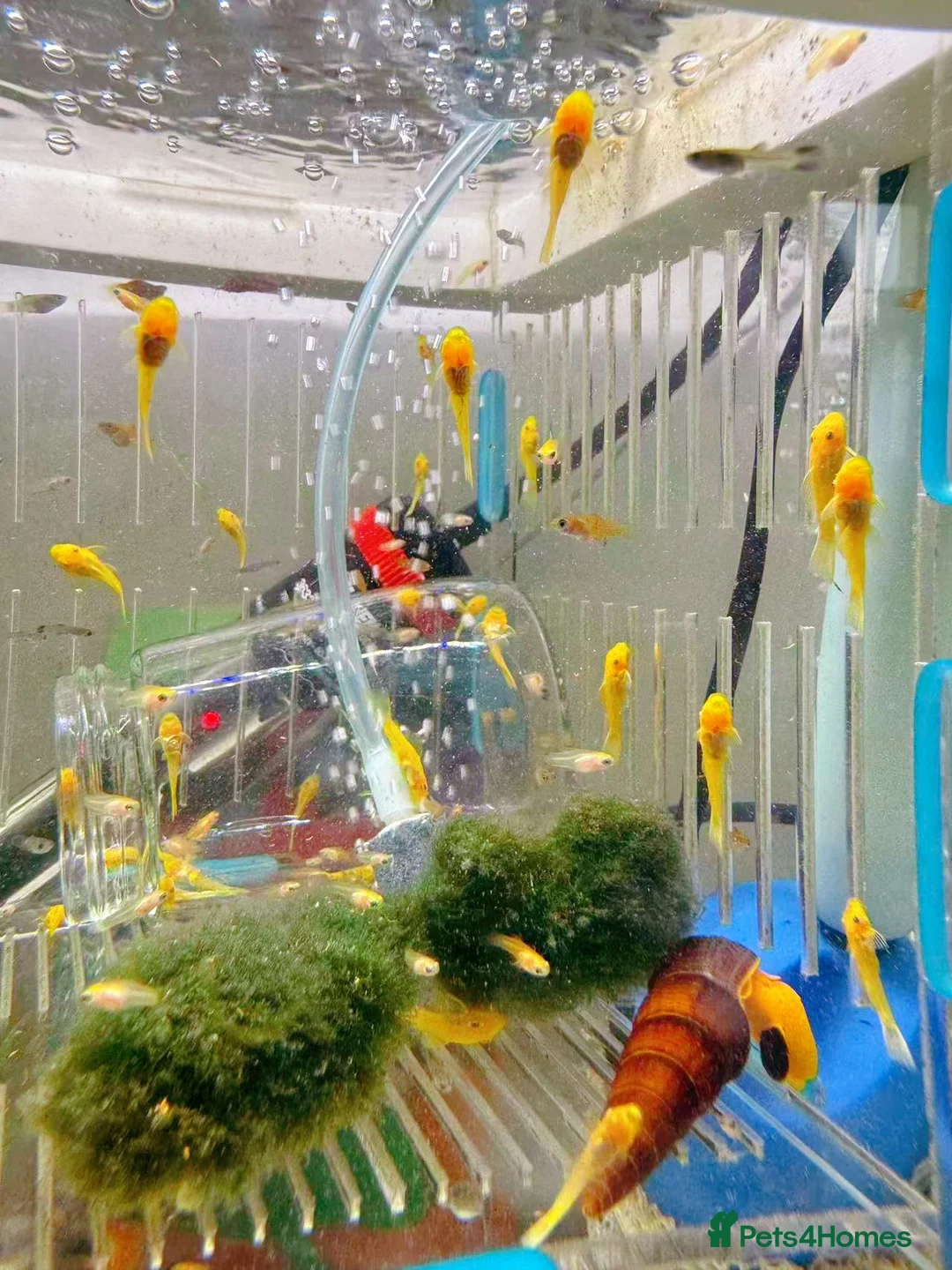 Plecos fish for sale: Bristlenose Pleco Golden&Snowflake – Various Sizes - Advert 2