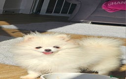 Pomeranian dogs for sale: Extra small pom girl 1kg - Image 4