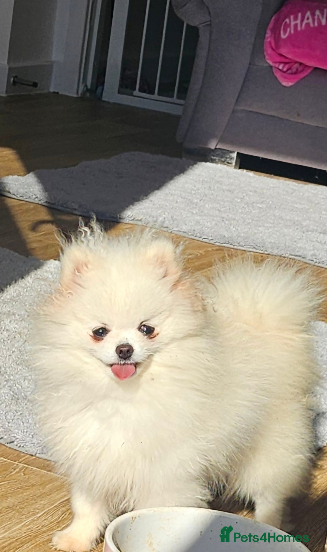 Pomeranian dogs for sale: Extra small pom girl 1kg - Image 4