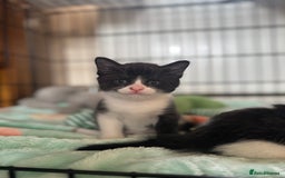 British Shorthair cats for sale: 1 Male 2 Female kittens for sale. - Image 5