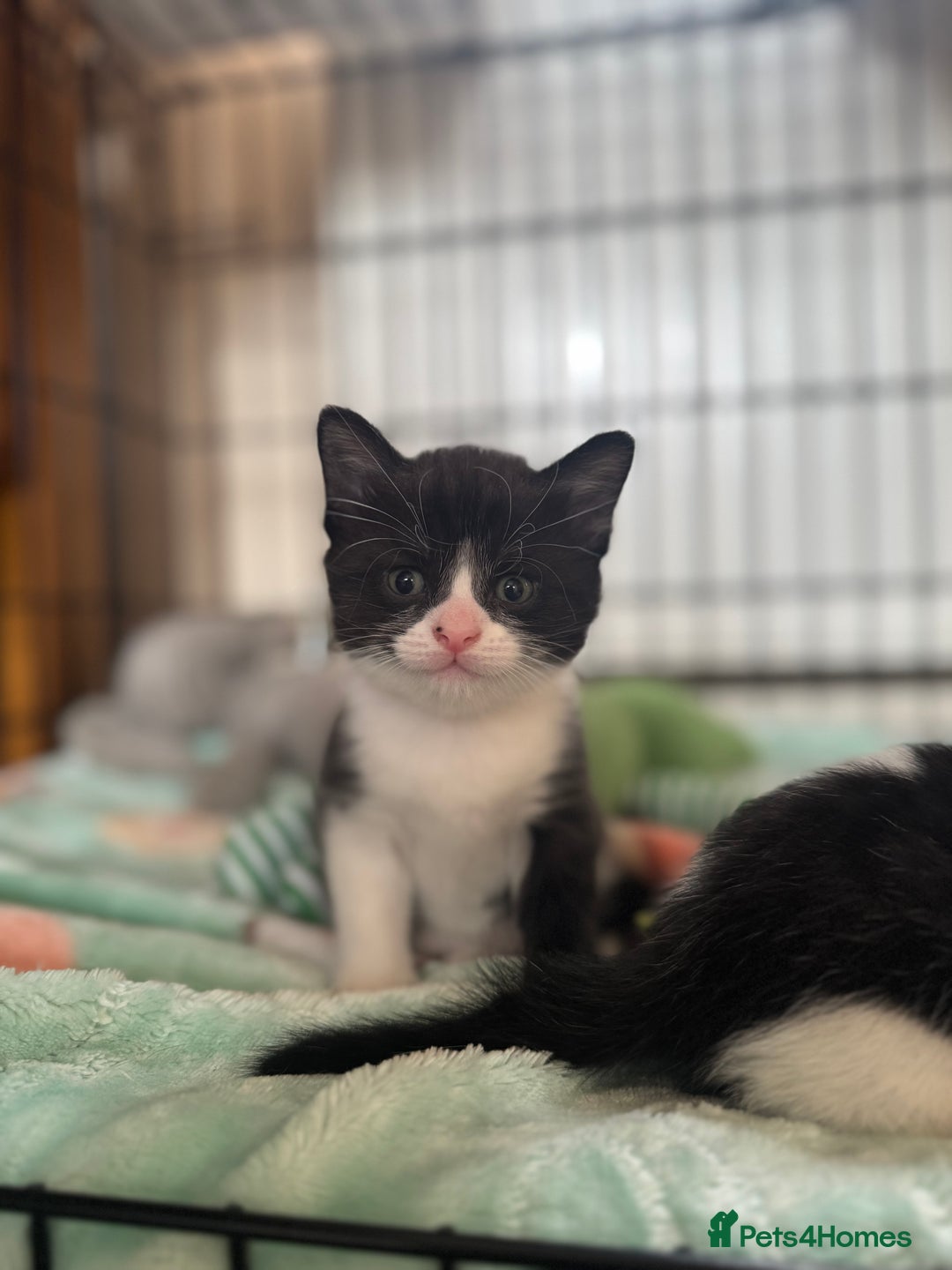 British Shorthair cats for sale: 1 Male 2 Female kittens for sale. - Image 5