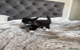 Russian Blue cats for sale: Russian blue x British shorthair  - Image 6