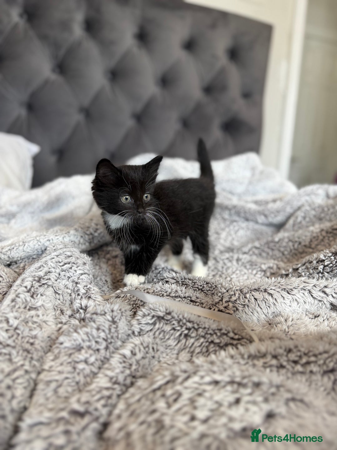 Russian Blue cats for sale: Russian blue x British shorthair  - Image 6