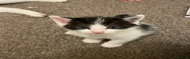 Mixed Breed Kitten 1