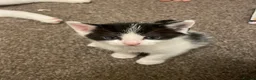 Mixed Breed cats for sale: 2 boy kittens in Hayle - Advert 3