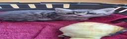 Mixed Breed cats for sale: 🐾 Grey Tabby Kitten – Ready for Loving Home 🐾 - Advert 2