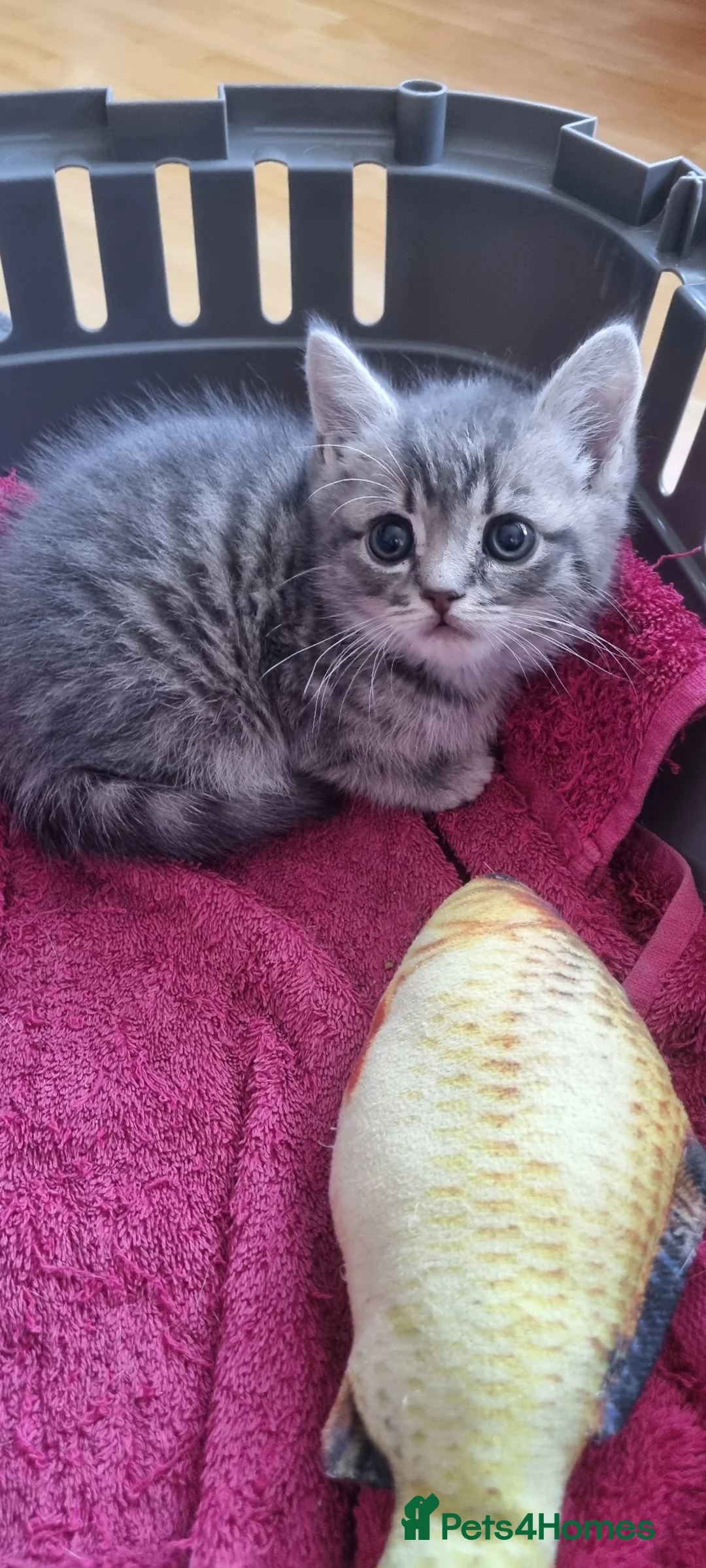 Mixed Breed cats for sale: 🐾 Grey Tabby Kitten – Ready for Loving Home 🐾 - Advert 2