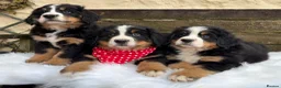 Bernese Mountain Dog dogs for sale: KC Beautiful Bernese  - Advert 12