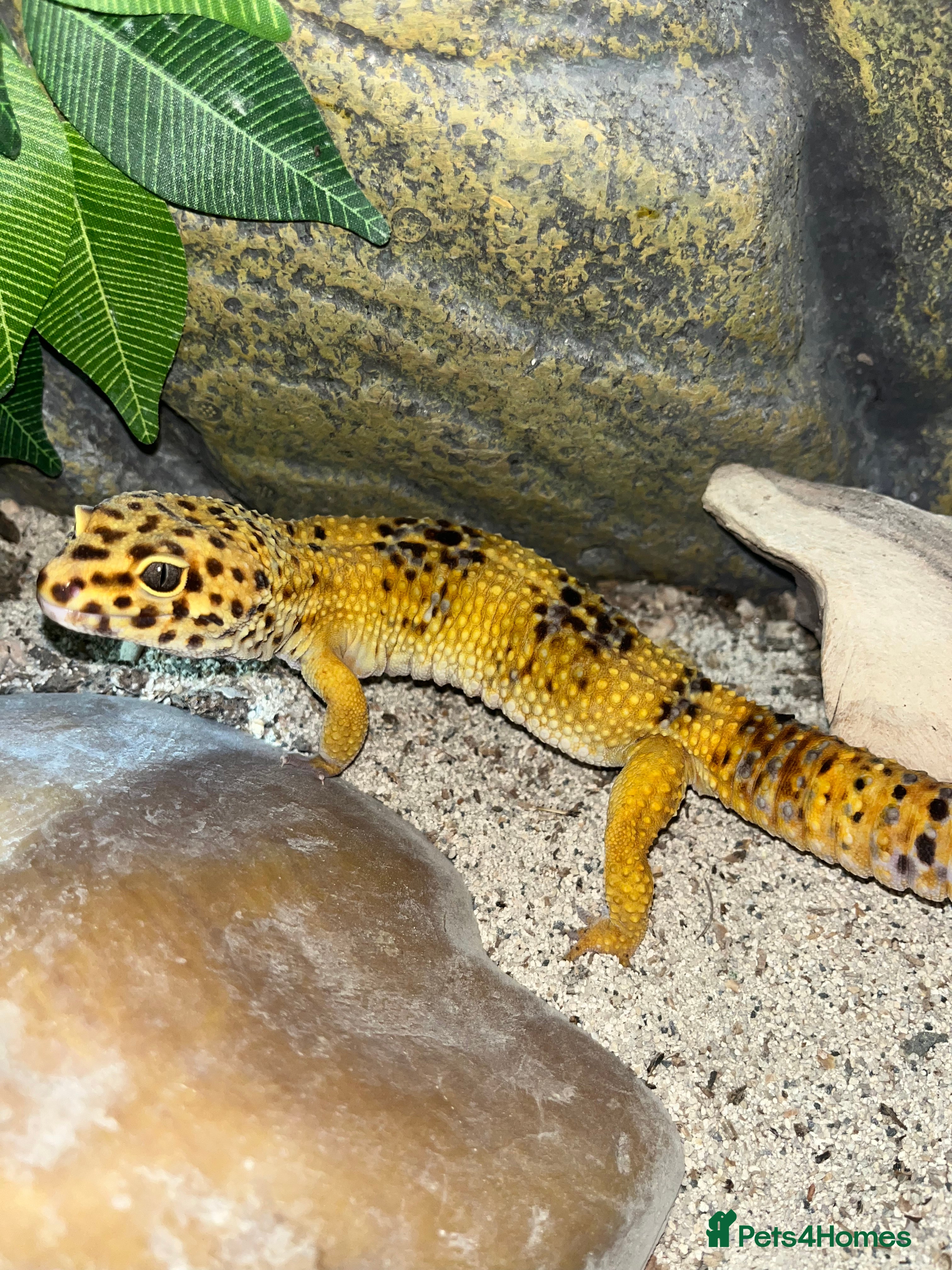 Leopard Gecko reptiles Male Leopard Gecko - Hypo Orange morph - Advert 3