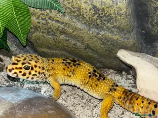 Leopard Gecko reptiles Male Leopard Gecko - Hypo Orange morph - Advert 3
