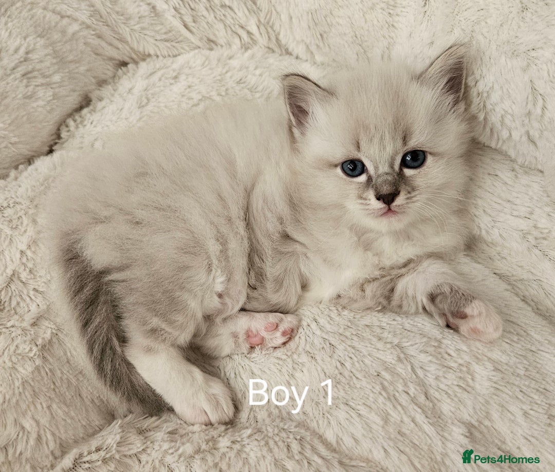 Ragdoll cats for sale: Ragdoll lynx kittens  - Advert 2