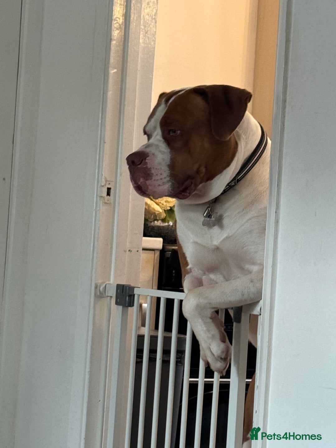 Mixed Breed dogs for sale: Boysie - Advert 21