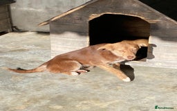 Mixed Breed dogs for adoption: Miriam, 14 months approx. Available for adoption. - Image 10