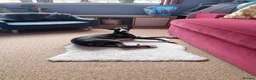 Whippet dogs for sale: Male Whippet 10 months old - Advert 3