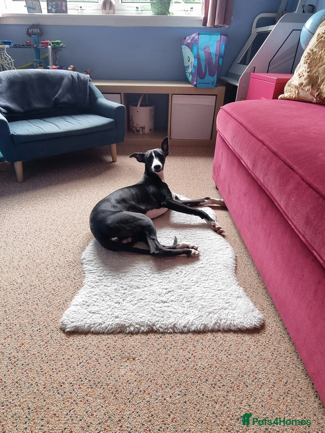 Whippet dogs for sale: Male Whippet 10 months old - Advert 3
