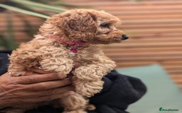 Mixed Breed dogs for sale: Cavapoo/ cockapoo puppy ready now  - Image 2