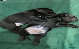 Labrador Retriever dogs for sale: Kc registered 5*breeder  - Image 2