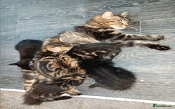 Mixed Breed cats for sale: Adorable kittens for sale - Image 11