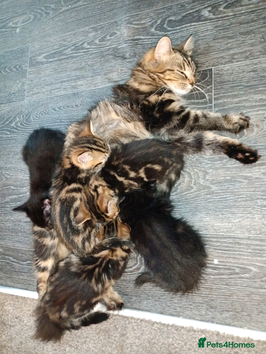 Mixed Breed cats for sale: Adorable kittens for sale - Image 11