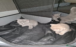 British Shorthair cats for sale: British Shorthair kitten  - Image 3