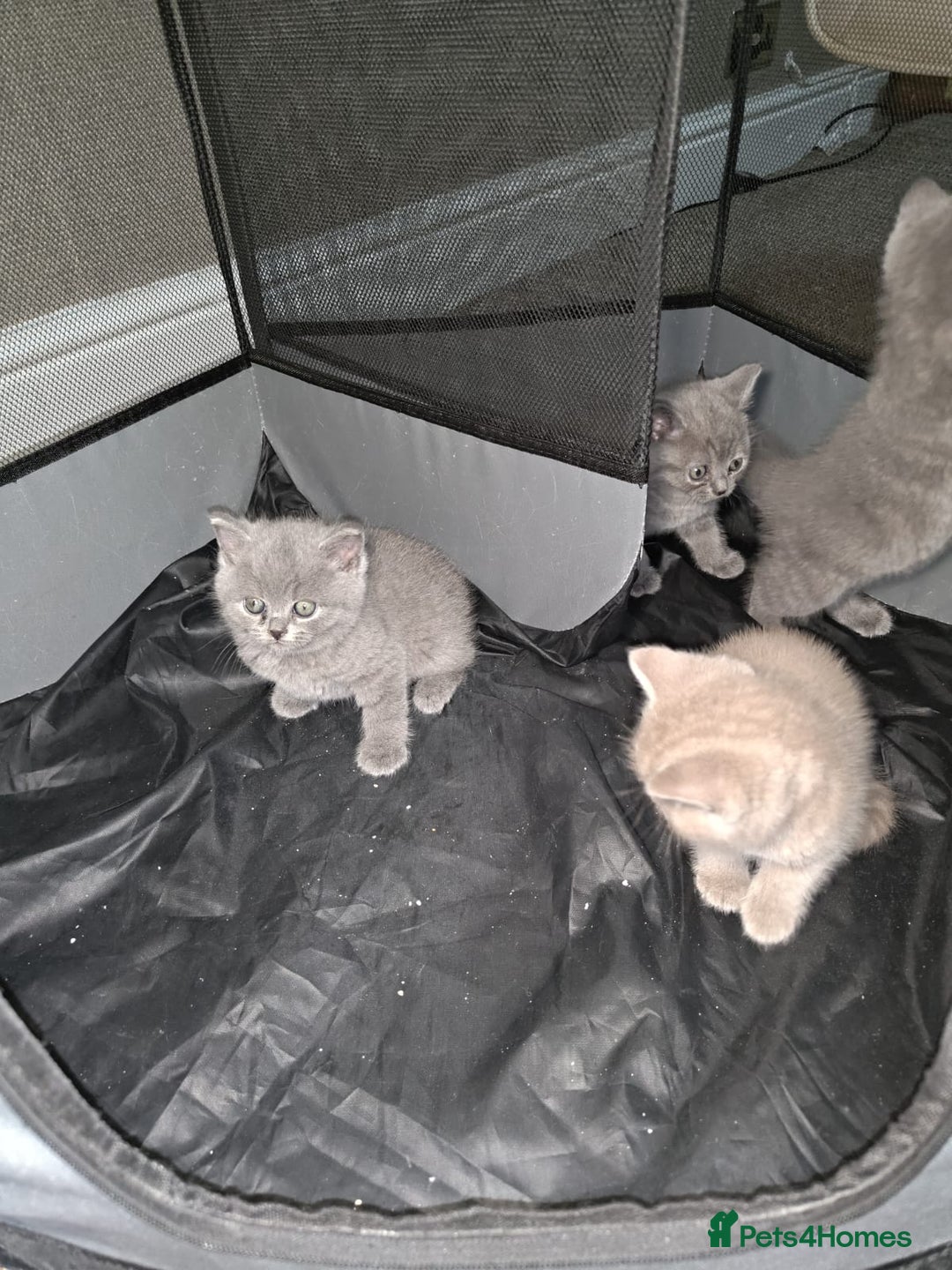 British Shorthair cats for sale: British Shorthair kitten  - Image 3