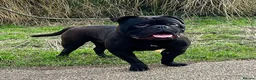 Olde English Bulldogge dogs for sale: 1yr rare black olde English bulldogge male - Advert 1