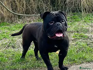 Olde English Bulldogge dogs 1yr rare black olde English bulldogge male - Advert 1