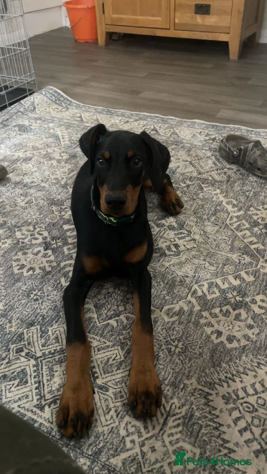 Dobermann dogs for sale: Doberman puppy  - Advert 4