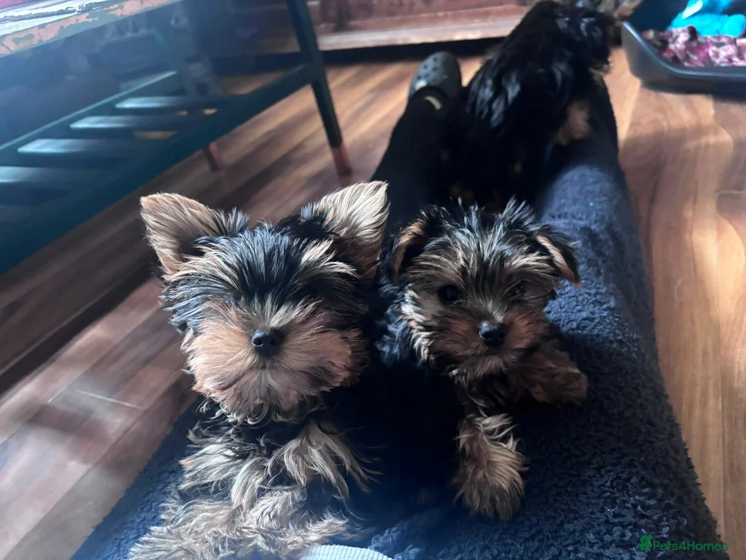 Yorkshire Terrier dogs for sale: Miniature yorkie 3 girls dad champion bloodline  - Advert 2