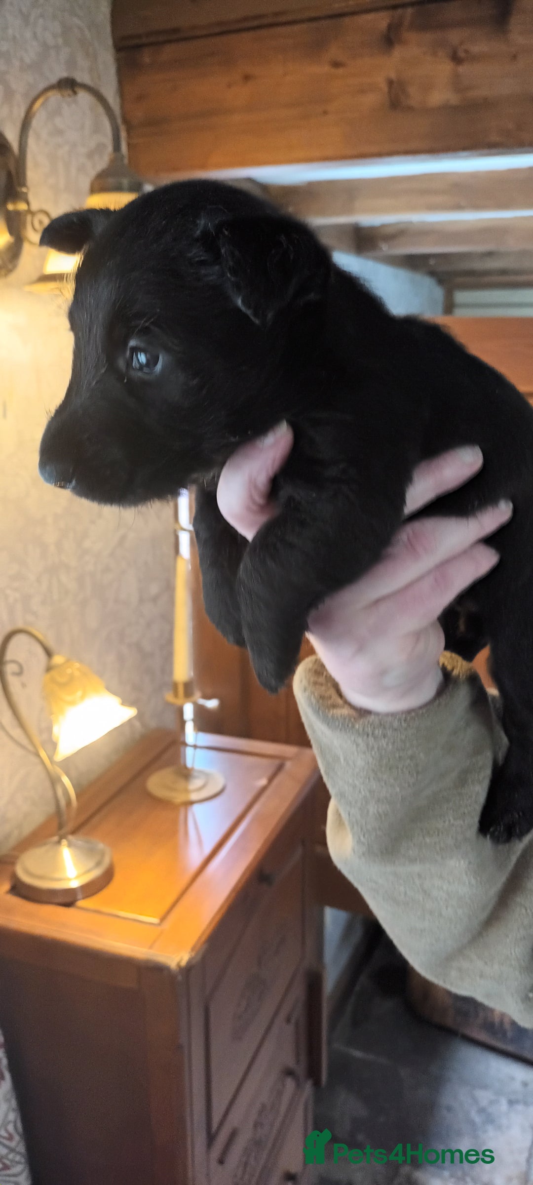 Scottish Terrier dogs for sale: Kc registered scottish terrier pups  - Image 12