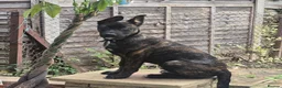 Mixed Breed dogs for sale: Brindle male malinois  in Harrow - Advert 2