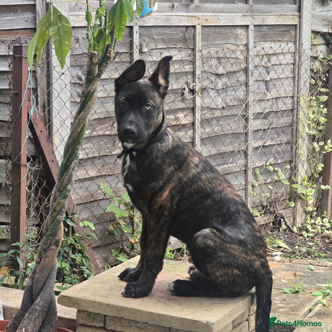 Mixed Breed dogs for sale: Brindle male malinois  in Harrow - Advert 2