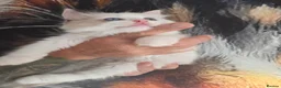 Ragdoll cats for sale: Outstanding quality Tortie Ragdolls - Advert 4