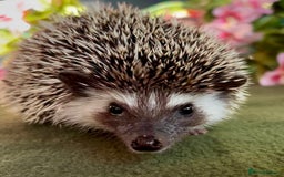 Pygmy Hedgehog rodents for sale: African Pygmy Hedgehog Ethically bred Girl 2 Boys  - Image 4